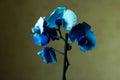 Phalaenopsis /ÃÅblue / Blume 1825, known as moth orchids, abbreviated Phal in the horticultural trade,[2] an orchid Royalty Free Stock Photo